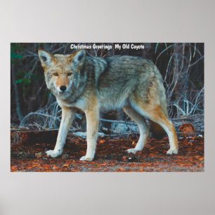 Christmas Greetings My Old Coyote Poster