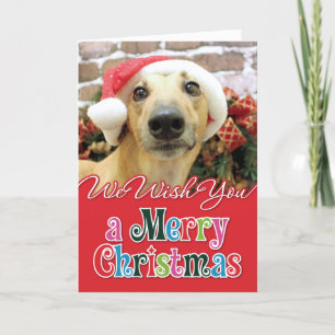 Christmas - Greyhound - Pena Holiday Card