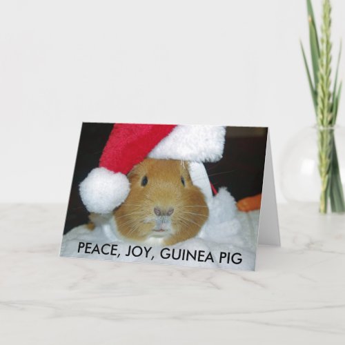 CHRISTMAS GUINEA PIG CARD