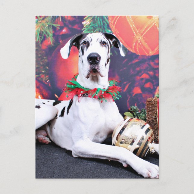 Christmas - Harlequin Great Dane - Baron Holiday Postcard (Front)