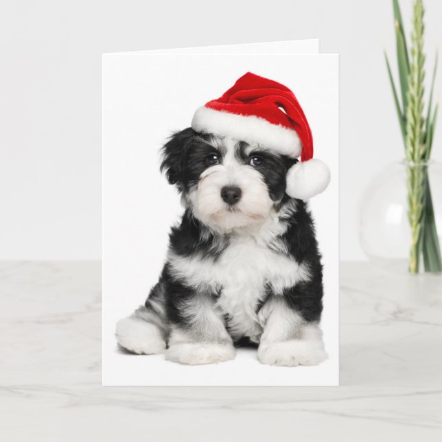 Christmas Havanese Puppy Dog Holiday Card (Front)