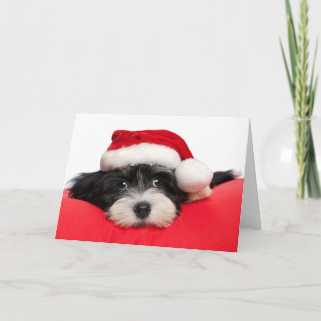 Christmas Havanese Puppy Dog Holiday Card (Front)