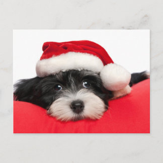 Christmas Havanese Puppy Dog Holiday Postcard