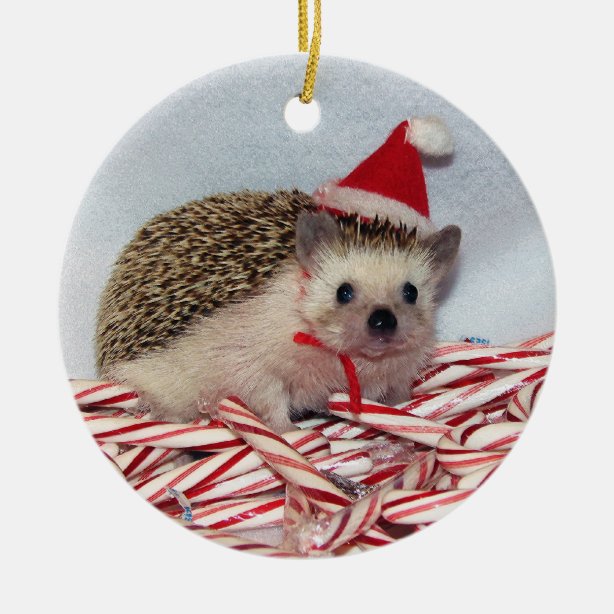 Personalized Hedgehog Gifts on Zazzle