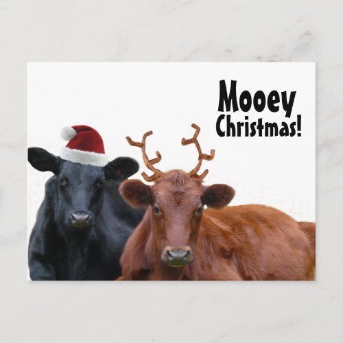 Christmas Holiday Cows in Santa Hat and Antlers