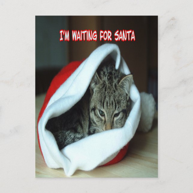 Christmas Holiday kitten Postcard (Front)