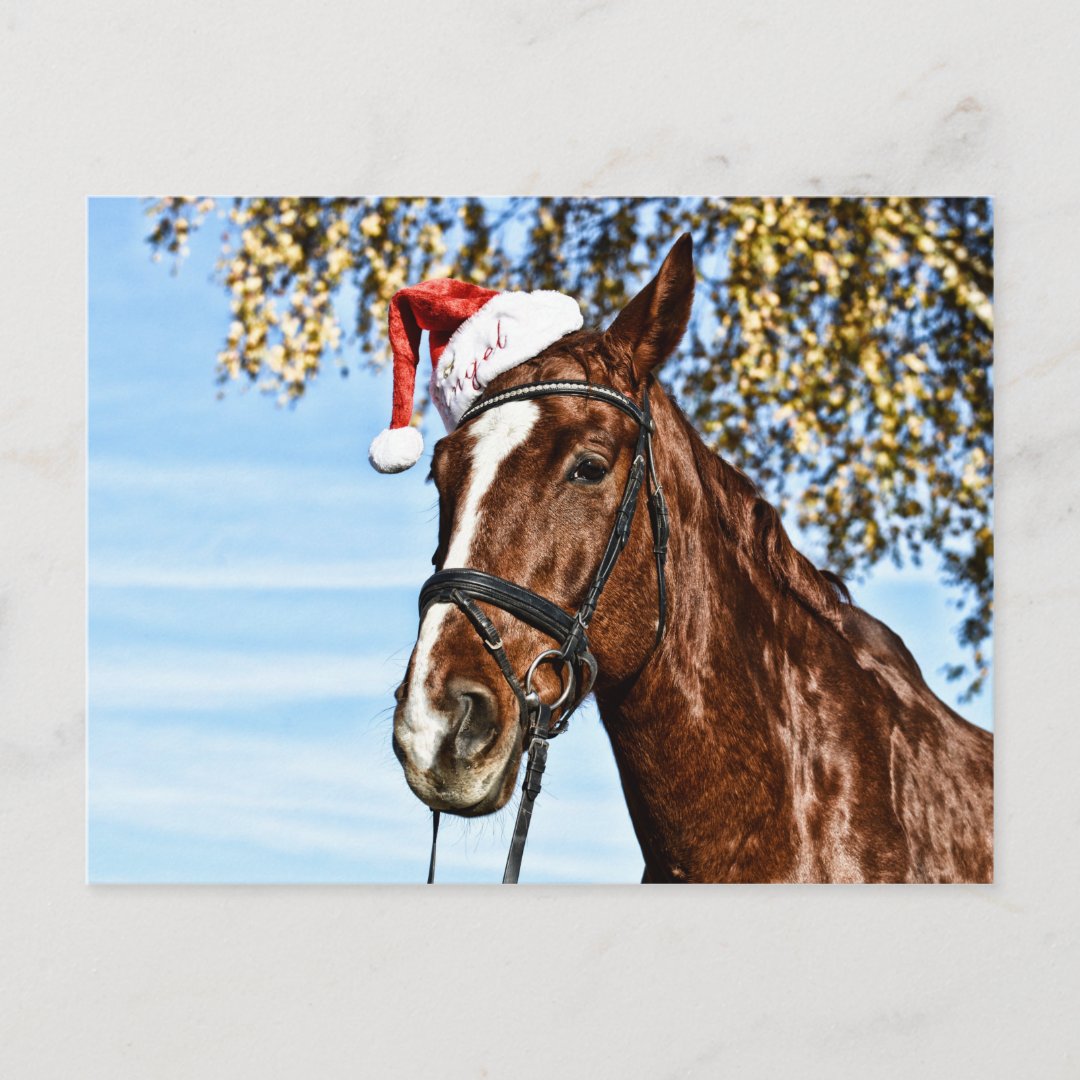 Christmas horse with hat postcard | Zazzle