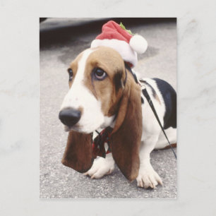 Christmas Hound Holiday Postcard