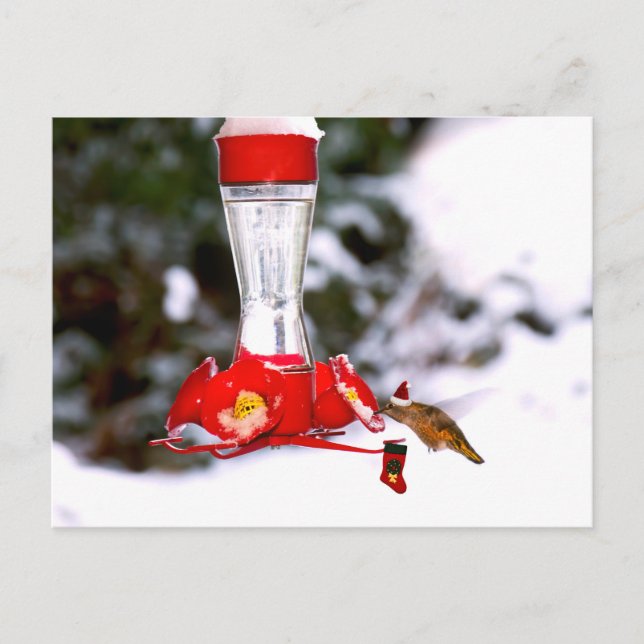 Christmas Hummingbird and Snow Holiday Postcard (Front)
