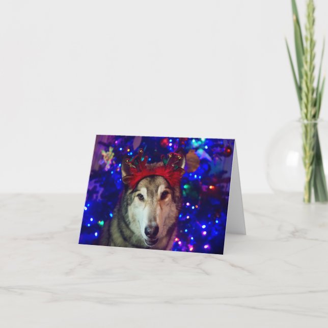 Christmas Husky Thank You Card (Front)