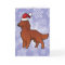 Christmas Irish / English / Gordon / R&W Setter
