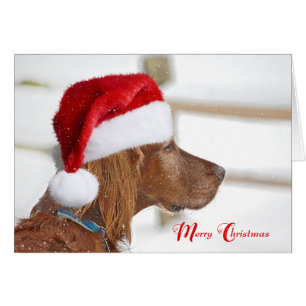 Christmas Irish Setter in snowflakes Cards