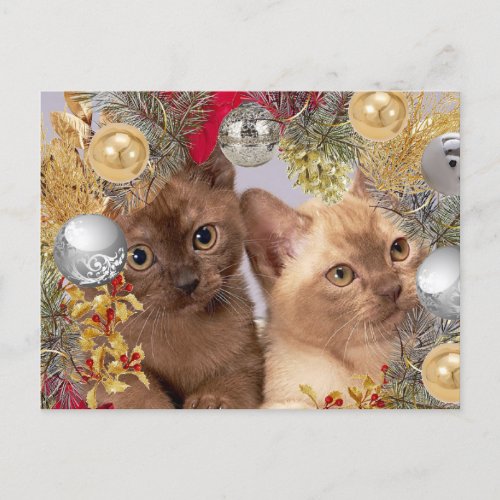 Christmas Kittens Holiday Cats  Postcard