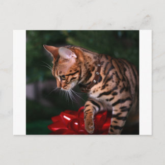 Christmas Kitty Photo (Domestic Bengal Cat) Holiday Postcard