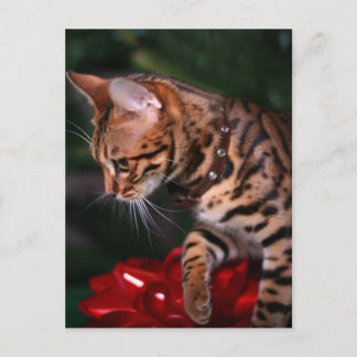 Christmas Kitty Photo (Domestic Bengal Cat) Holiday Postcard