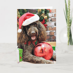 Christmas - LabraDoodle - Harley Holiday Card