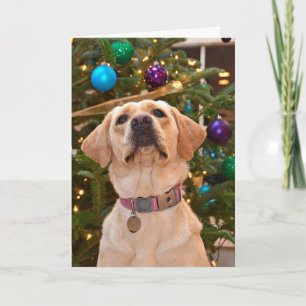 Christmas Labrador Retriever Holiday Card