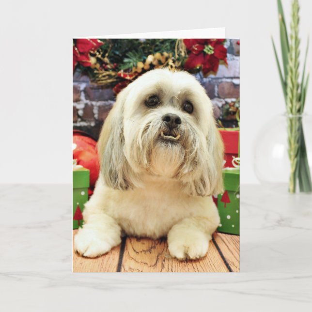 Christmas - Lhasa Apso - Solo Holiday Card (Front)