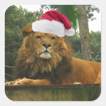 Christmas Lion Wearing Santa Hat Square Sticker by StarStruckDezigns at Zazzle
