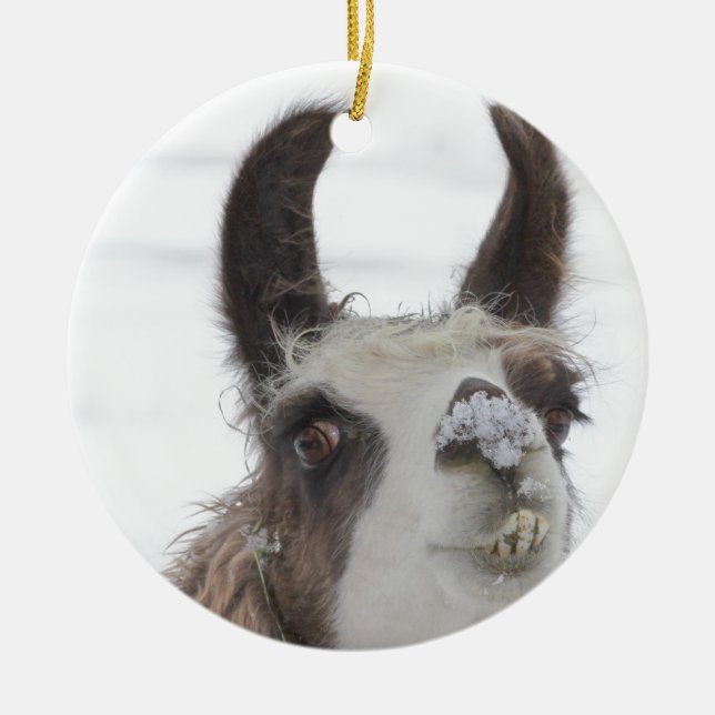 Christmas Llama with Snow on Nose for the Holidays Ceramic Ornament (Front)
