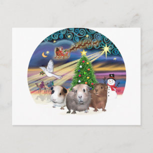 Christmas Magic - 3 Guinea Pigs Holiday Postcard