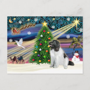 Christmas Magic Newfoundland (Landseer) Holiday Postcard