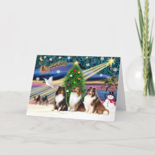 Christmas Magic Shetland Sheepdogs (three) Holiday Card
