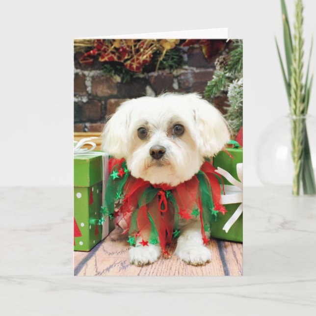 Christmas - Maltese - Annie Holiday Card (Front)