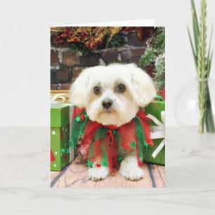 Christmas - Maltese - Annie Holiday Card