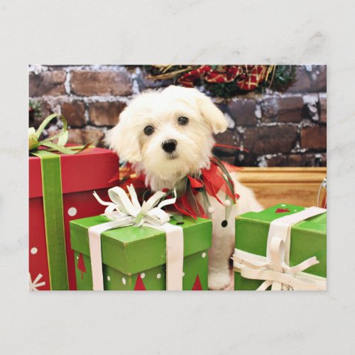 Christmas _ Maltese _ Flash Holiday Postcard