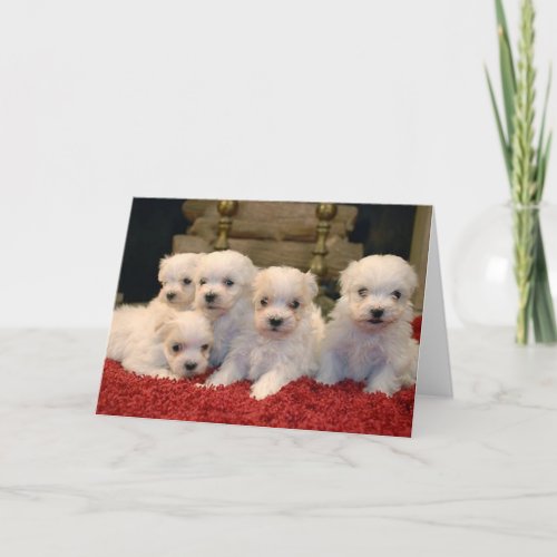 Christmas Maltese Puppies Holiday Card