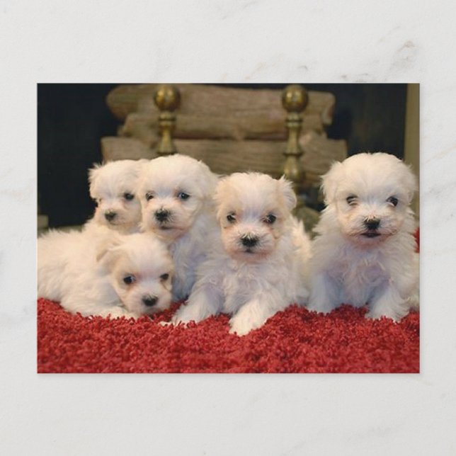 Christmas Maltese Puppies Holiday Postcard (Front)