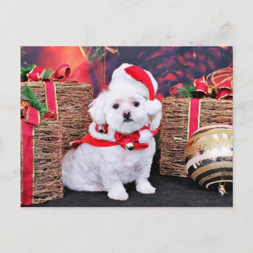 Christmas _ Maltese _ Zoey Holiday Postcard