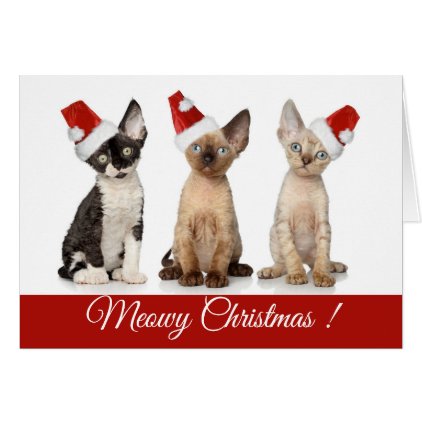 Christmas | Meowy Christmas Kittens Card