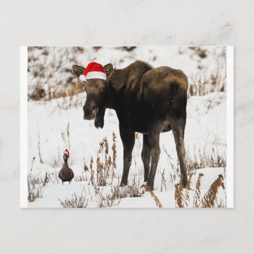 Christmas Moose and Duck Holiday Postcard