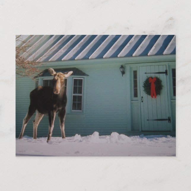 CHRISTMAS MOOSE HOLIDAY POSTCARD (Front)
