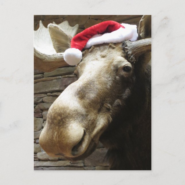 Christmas Moose Holiday Postcard (Front)