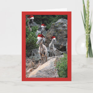 Christmas Mountain Goats Holiday Card