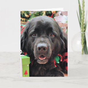 Christmas - Newfoundland - Izzie Holiday Card