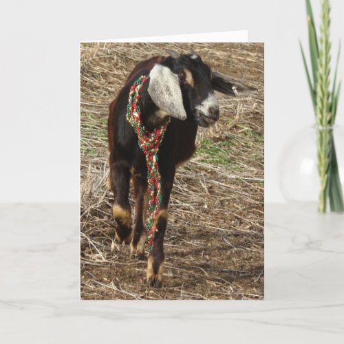 Christmas Nubian Goat Kid Holiday Card