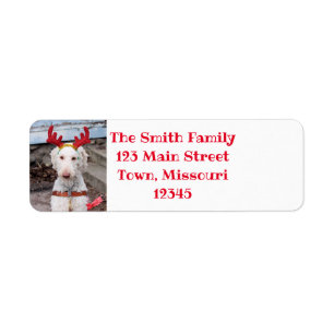 Christmas Ollie Label