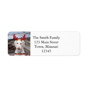 Christmas Ollie Label