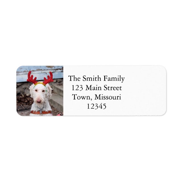 Christmas Ollie Label (Front)