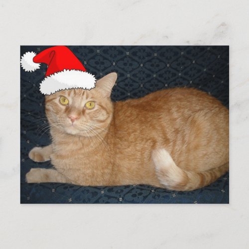 Christmas Orange Tabby Cat Holiday Postcard