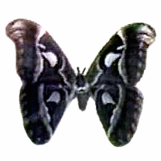 Christmas Ornament Freiburg Germany Moth