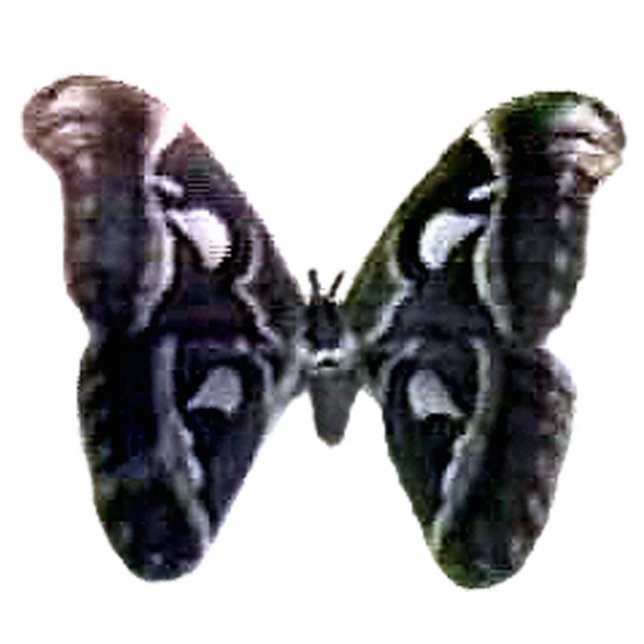 Christmas Ornament Freiburg Germany Moth (Front)