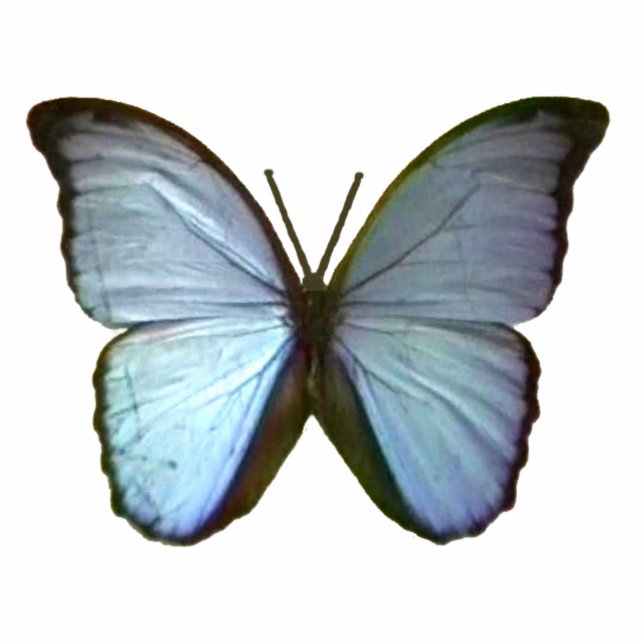 Christmas Ornaments Freiburg Germany Blue Buterfly Cutout (Front)