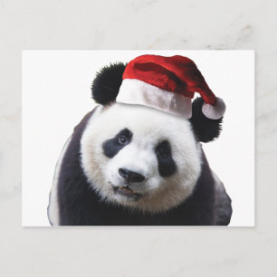 Christmas Panda Bear with Santa Hat Holiday Postcard
