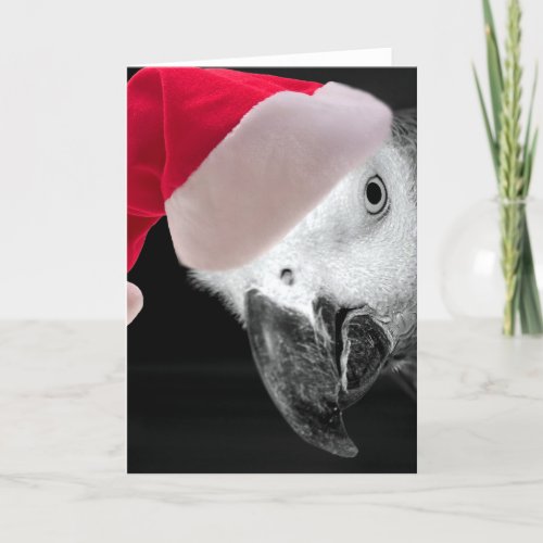 Christmas Parrot Holiday Card