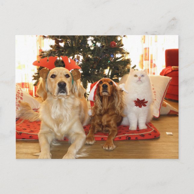 Christmas Pets Holiday Postcard (Front)